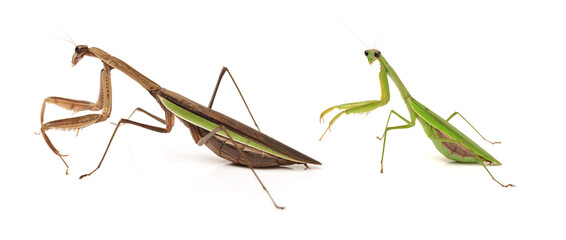 brown mantis isolated on a white background 