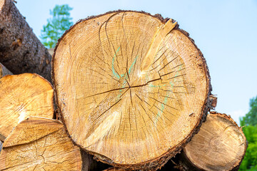 a thick log with radial cracks lies among thinner logs waiting to be processed to make lumber