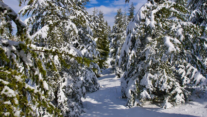 Pine forest, winter season. Snowy forest in sunny day. Winter landscapes. Blue sky, white snow and green pine forest.