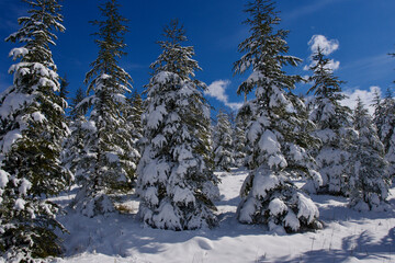 Pine forest, winter season. Snowy forest in sunny day. Winter landscapes. Blue sky, white snow and green pine forest.