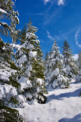 Pine forest, winter season. Snowy forest in sunny day. Winter landscapes. Blue sky, white snow and green pine forest.