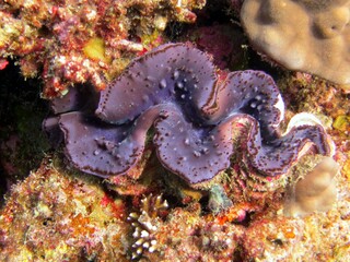 giant clam