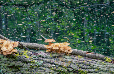 Group of little mushroom on a tree trunk by a pond with leaves and tree reflection