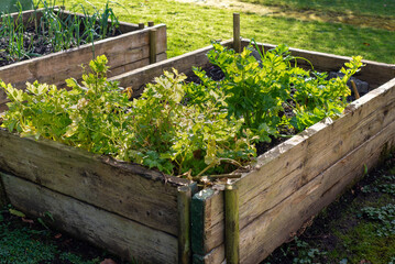 Close up of crops of organic vegetable plants growing in vegetable planters with wooden sleepers.