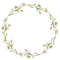 Watercolor chamomile wreath. Summer white flowers round frame  with daisy, wedding design with camomile . Botanical decorative ornament