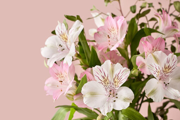 Fototapeta na wymiar delicate spring flowers on a pink background