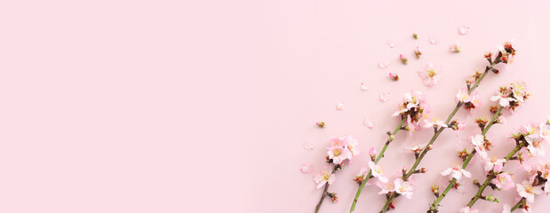 Obraz premium image of spring white cherry blossoms tree over pink pastel background