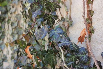 ivy on the wall