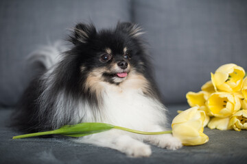 Beautiful spitz among yellow tulips. National dog day. Women's Day. World animal day