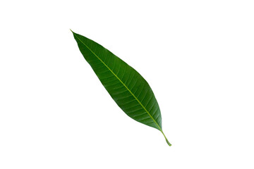 Green leaf isolated on white  background, Mango leaf background