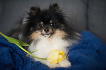 Beautiful spitz with yellow tulip. National dog day. Women's Day. World animal day