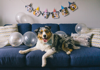Celebrating Australian Shepherd Dog Birthday Party