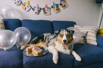 Celebrating Australian Shepherd Dog Birthday Party
