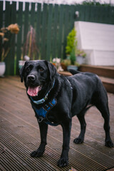 Black Labrador Dog in the garden wearing collar and harness