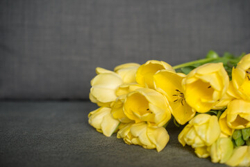 Yellow tulips on gray background with copyspace. Woman's day composition bouquet
