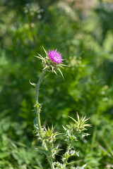 Thistle plant in the field. Onopordum Acanthium
