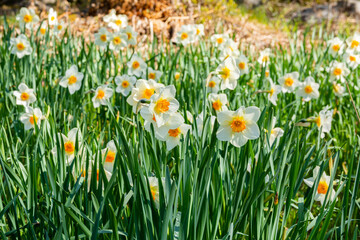 Pretty daffodil flowers in spring, Flower Valley (Blomdalen Kukkalaakso), Gullo, Raseborg, Finland
