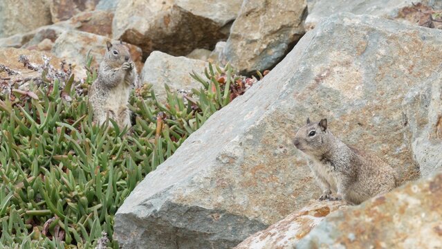 California ground squirrel rodent on beach sand, green succulent ice plants, hottentot or sour fig greenery. Coastal wildlife, cute cuddly wild animal and pigface on shore or coast in natural habitat.