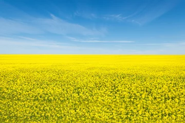 Foto op Canvas Oilseed rape, rapeseed field flowering in farmland  in countryside , spring landscape under blue sky on sunny day in springtime, nature background   © Jurga Jot