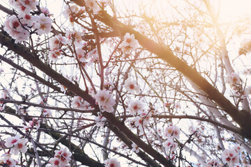 background of spring cherry blossoms tree. selective focus
