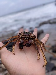 crab on the beach