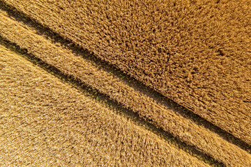 aerial top view of wheat field and tracks from tractor, agricultural texture, wheat farm from above