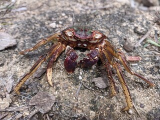 crab on the beach