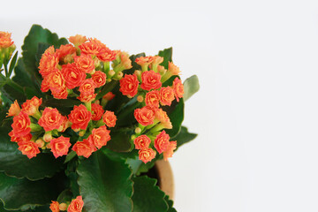 orange kalanchoe flowers with green leaves