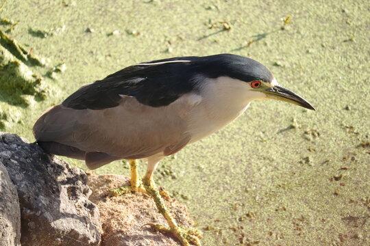 Night Heron in stealth mode
