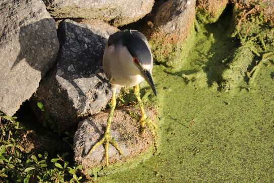 Night Heron In Stealth Mode