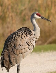 Elegant sandhill crane conservation success