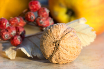 Walnut close-up. Picking time for berries, fruits and nuts.