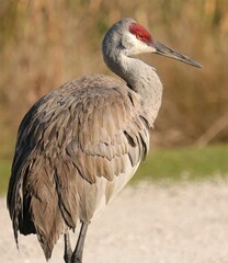 Elegant sandhill crane conservation success