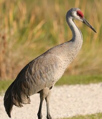 Elegant sandhill crane conservation success