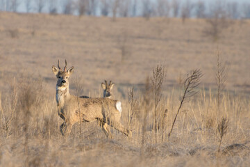 Animals of roe deer (capreolus capreolus)  on meadow in spring. Majestic male roe deer standing proudly.