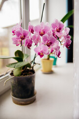 Fototapeta na wymiar Pink flower and leaves of the phalaenopsis orchid in a flower pot on the windowsill in the house. Care of a houseplant.