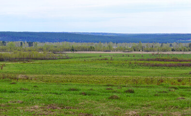 Obraz premium Spring landscape. River valley with blooming yellow flowers. View of the mountains, which are overgrown with pine forest.