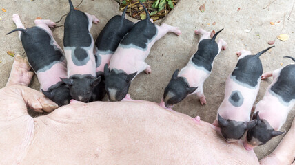 The newborn piglets suck on their mother's breast in a large pig farm. Lactating sow. Each is a characteristic black-pink color. small pigs are eating their mother's milk, in stable pig farm