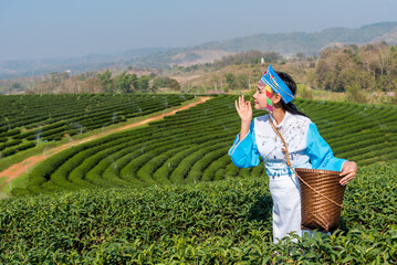 Farmer picking tea leave in the terraced tea fields. two woman collecting some green tea leaf.Tea is traditional drink in some country at asia as japan, Thailand, vietnam, china, korea, Sri Lanka.