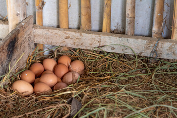 several hen eggs in a wooden basket placed in a dry straw pile in the coop.