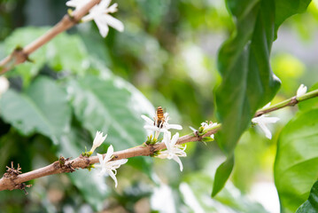White Coffee tree blossom and ripe coffee beans on branch with water drop.  close up  insect bee...
