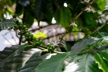 White Coffee tree blossom and ripe coffee beans on branch with water drop.  white color flower close up view.