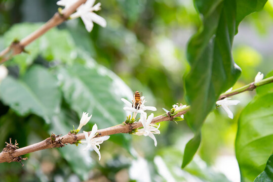 White Coffee tree blossom and ripe coffee beans on branch with water drop.  close up  insect bee with beautiful fresh white coffee flower on coffee branch tree in green forest