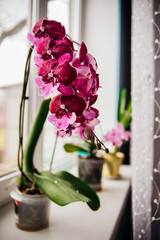 Pink flower and leaves of the phalaenopsis orchid in a flower pot on the windowsill in the house. Care of a houseplant.