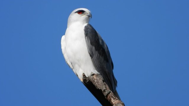 Black-shouldered kite waiting for pray .