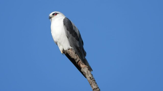 Black-shouldered kite in tree waiting for pray.
