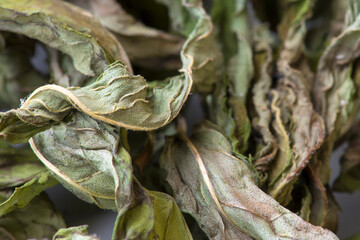 Dry natural mint leaves. Prepared for aromatic and curative tea.