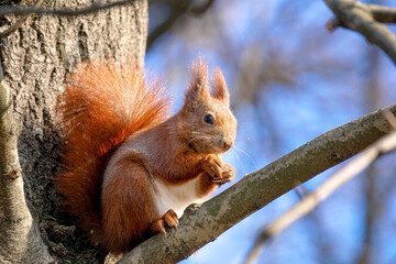 Squirrel sits on tree branch and eats a nut