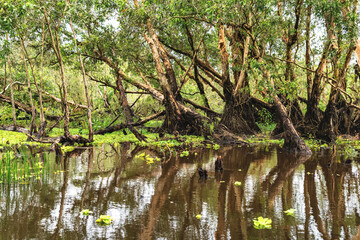 Obraz premium A boat tour along the canals in the mangrove forest. This is an eco tourism area at Mekong Delta in An Giang, Vietnam