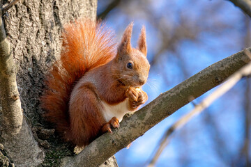 Fototapeta premium Squirrel sits on tree branch and eats a nut